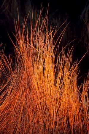 Grasses, Santa Fe, New Mexico